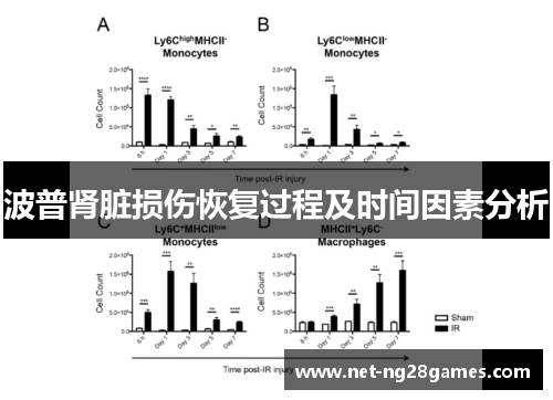 波普肾脏损伤恢复过程及时间因素分析